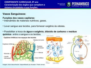 Vasos Sanguíneos:
Funções dos vasos capilares:
• Intercâmbio de materiais nutritivos, gases.
• Levar sangue aos tecidos, p...