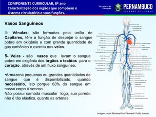 4- Vênulas- são formadas pela união de
Capilares, têm a função de despejar o sangue
pobre em oxigênio e com grande quantid...
