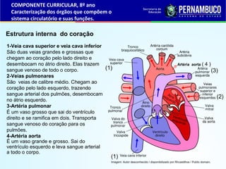 Estrutura interna do coração
1-Veia cava superior e veia cava inferior
São duas veias grandes e grossas que
chegam ao coração pelo lado direito e
desembocam no átrio direito. Elas trazem
sangue venoso de todo o corpo.
2-Veias pulmonares
São veias de calibre médio. Chegam ao
coração pelo lado esquerdo, trazendo
sangue arterial dos pulmões, desembocam
no átrio esquerdo.
3-Artéria pulmonar
É um vaso grosso que sai do ventrículo
direito e se ramifica em dois. Transporta
sangue venoso do coração para os
pulmões.
4-Artéria aorta
É um vaso grande e grosso. Sai do
ventrículo esquerdo e leva sangue arterial
a todo o corpo.
COMPONENTE CURRICULAR, 8º ano
Caracterização dos órgãos que compõem o
sistema circulatório e suas funções.
Imagem: Autor desconhecido / disponibilizado por Rhcastilhos / Public domain.
Artéria aorta ( 4 )
(3)
(2)
(1)
(1)
 