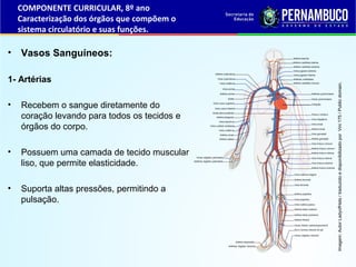 • Vasos Sanguíneos:
1- Artérias
• Recebem o sangue diretamente do
coração levando para todos os tecidos e
órgãos do corpo....