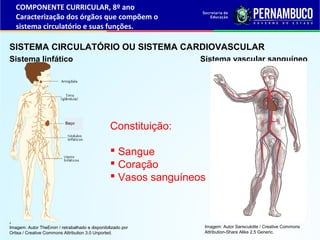 SISTEMA CIRCULATÓRIO OU SISTEMA CARDIOVASCULAR
Sistema linfático Sistema vascular sanguíneo
•
COMPONENTE CURRICULAR, 8º ano
Caracterização dos órgãos que compõem o
sistema circulatório e suas funções.
Imagem: Autor TheEmirr / retrabalhado e disponibilizado por
Ortisa / Creative Commons Attribution 3.0 Unported.
Imagem: Autor Sansculotte / Creative Commons
Attribution-Share Alike 2.5 Generic.
Baço
^
Constituição:
 Sangue
 Coração
 Vasos sanguíneos
 