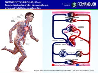 COMPONENTE CURRICULAR, 8º ano
Caracterização dos órgãos que compõem o
sistema circulatório e suas funções.
Imagem: Autor desconhecido / disponibilizado por Rhcastilhos / GNU Free Documentation License.
 