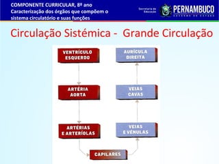 Circulação Sistémica - Grande Circulação
COMPONENTE CURRICULAR, 8º ano
Caracterização dos órgãos que compõem o
sistema cir...