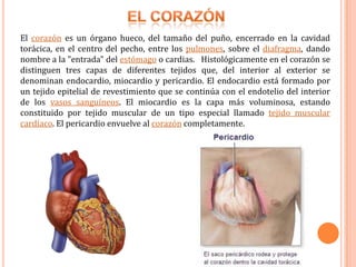 El corazónEl corazón es un órgano hueco, del tamaño del puño, encerrado en la cavidad torácica, en el centro del pecho, entre los pulmones, sobre el diafragma, dando nombre a la "entrada" del estómago o cardias.   Histológicamente en el corazón se distinguen tres capas de diferentes tejidos que, del interior al exterior se denominan endocardio, miocardio y pericardio. El endocardio está formado por un tejido epitelial de revestimiento que se continúa con el endotelio del interior de los vasos sanguíneos. El miocardio es la capa más voluminosa, estando constituido por tejido muscular de un tipo especial llamado tejido muscular cardíaco. El pericardio envuelve al corazón completamente.