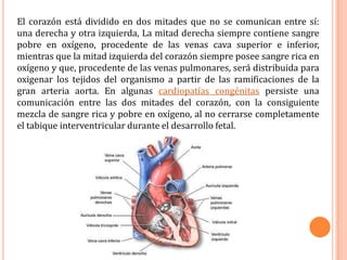 El corazón está dividido en dos mitades que no se comunican entre sí: una derecha y otra izquierda, La mitad derecha siempre contiene sangre pobre en oxígeno, procedente de las venas cava superior e inferior, mientras que la mitad izquierda del corazón siempre posee sangre rica en oxígeno y que, procedente de las venas pulmonares, será distribuida para oxigenar los tejidos del organismo a partir de las ramificaciones de la gran arteria aorta. En algunas cardiopatías congénitas persiste una comunicación entre las dos mitades del corazón, con la consiguiente mezcla de sangre rica y pobre en oxígeno, al no cerrarse completamente el tabique interventricular durante el desarrollo fetal.