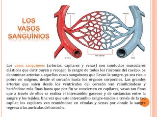LOS VASOS SANGUÍNIOSLos vasos sanguíneos (arterias, capilares y venas) son conductos musculares elásticos que distribuyen y recogen la sangre de todos los rincones del cuerpo. Se denominan arterias a aquellos vasos sanguíneos que llevan la sangre, ya sea rica o pobre en oxígeno, desde el corazón hasta los órganos corporales. Las grandes arterias que salen desde los ventrículos del corazón van ramificándose y haciéndose más finas hasta que por fin se convierten en capilares, vasos tan finos que a través de ellos se realiza el intercambio gaseoso y de sustancias entre la sangre y los tejidos. Una vez que este intercambio sangre-tejidos a través de la red capilar, los capilares van reuniéndose en vénulas y venas por donde la sangre regresa a las aurículas del corazón.