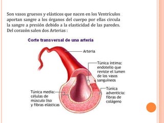 Son vasos gruesos y elásticos que nacen en los Ventrículos aportan sangre a los órganos del cuerpo por ellas circula la sangre a presión debido a la elasticidad de las paredes. Del corazón salen dos Arterias :
