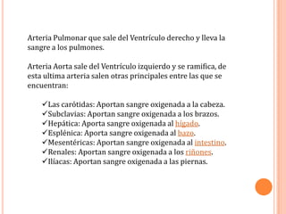 Arteria Pulmonar que sale del Ventrículo derecho y lleva la sangre a los pulmones. Arteria Aorta sale del Ventrículo izquierdo y se ramifica, de esta ultima arteria salen otras principales entre las que se encuentran: Las carótidas: Aportan sangre oxigenada a la cabeza. 