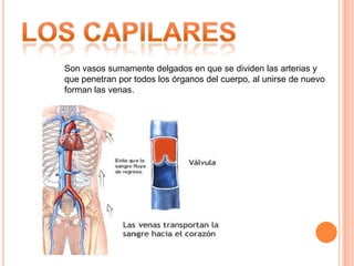 Subclavias: Aportan sangre oxigenada a los brazos. 