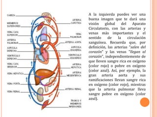 Esplénica: Aporta sangre oxigenada al bazo. 