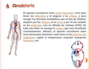 El aparato circulatorio tiene varias funciones: sirve para llevar los alimentos y el oxígeno a las células, y para recoger los desechos metabólicos que se han de eliminar después por los riñones, en la orina, y por el aire exalado en los pulmones, rico en dióxido de carbono (CO2). De toda esta labor se encarga la sangre, que está circulando constantemente. Además, el aparato circulatorio tiene otras destacadas funciones: interviene en las defensas del organismo, regula la temperatura corporal, transporta hormonas, etc. 