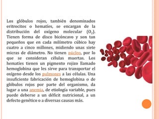 Los glóbulos rojos, también denominados eritrocitos o hematíes, se encargan de la distribución del oxígeno molecular (O2). Tienen forma de disco bicóncavo y son tan pequeños que en cada milímetro cúbico hay cuatro a cinco millones, midiendo unas siete micras de diámetro. No tienen núcleo, por lo que se consideran células muertas. Los hematíes tienen un pigmento rojizo llamado hemoglobina que les sirve para transportar el oxígeno desde los pulmones a las células. Una insuficiente fabricación de hemoglobina o de glóbulos rojos por parte del organismo, da lugar a una anemia, de etiología variable, pues puede deberse a un déficit nutricional, a un defecto genético o a diversas causas más.