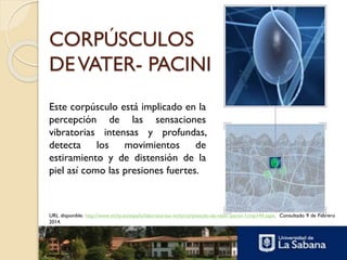 Sistema cenestésico | PPTX