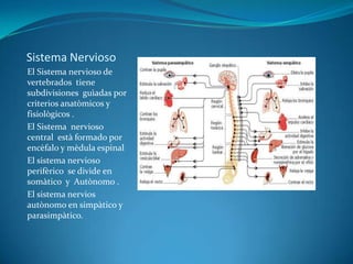 Sistema Nervioso
El Sistema nervioso de
vertebrados tiene
subdivisiones guìadas por
criterios anatòmicos y
fisiològicos .
El Sistema nervioso
central està formado por
encèfalo y mèdula espinal
El sistema nervioso
perifèrico se divide en
somàtico y Autònomo .
El sistema nervios
autònomo en simpàtico y
parasimpàtico.
 