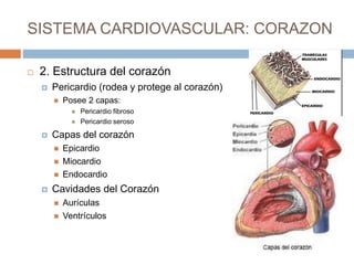 Sistema circulatori corazon | PPTX
