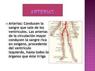  Arterias:Conducen la
 sangre que sale de los
 ventrículos. Las arterias
 de la circulación mayor
 conducen la sangre rica
 en oxigeno, procedente
 del ventrículo
 izquierdo, hasta todos los
 órganos que éste irriga
 