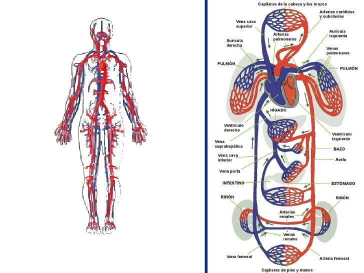 el mundo cientÍfico sistema circulatorio humano