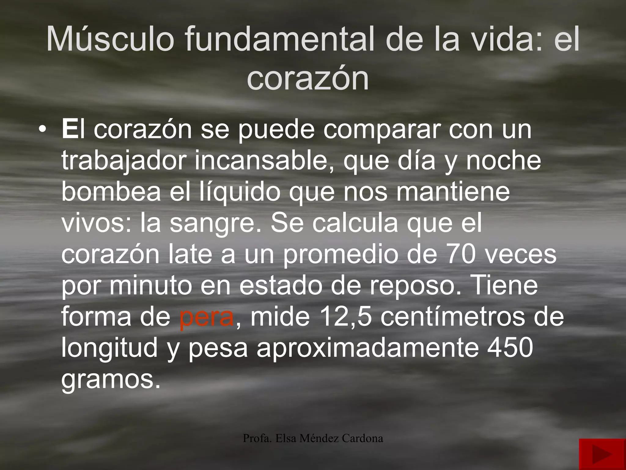Músculo fundamental de la vida: el corazón  E l corazón se puede comparar con un trabajador incansable, que día y noche bombea el líquido que nos mantiene vivos: la sangre. Se calcula que el corazón late a un promedio de 70 veces por minuto en estado de reposo. Tiene forma de  pera , mide 12,5 centímetros de longitud y pesa aproximadamente 450 gramos. 