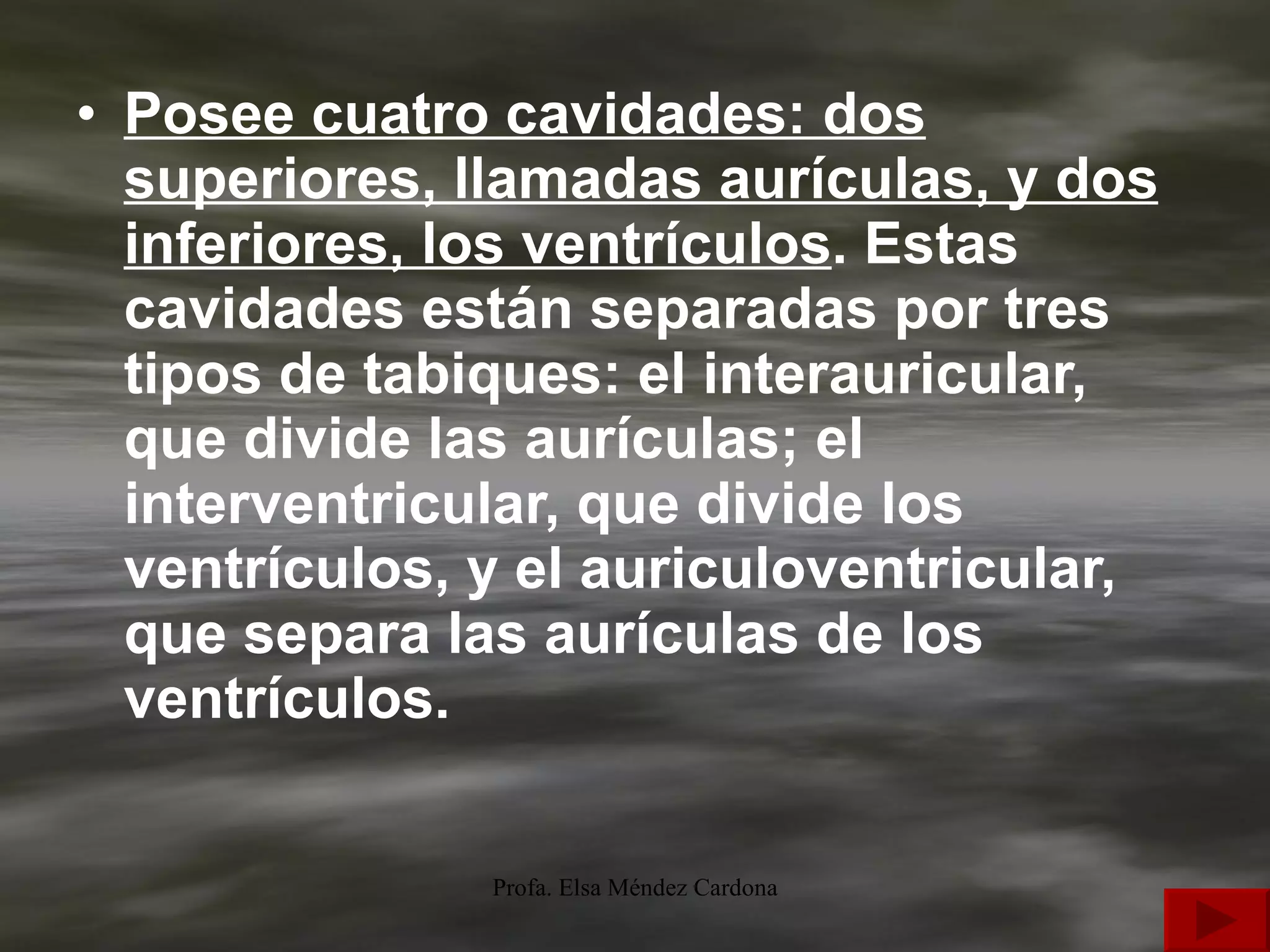 Posee cuatro cavidades: dos superiores, llamadas aurículas, y dos inferiores, los ventrículos . Estas cavidades están separadas por tres tipos de tabiques: el interauricular, que divide las aurículas; el interventricular, que divide los ventrículos, y el auriculoventricular, que separa las aurículas de los ventrículos. 