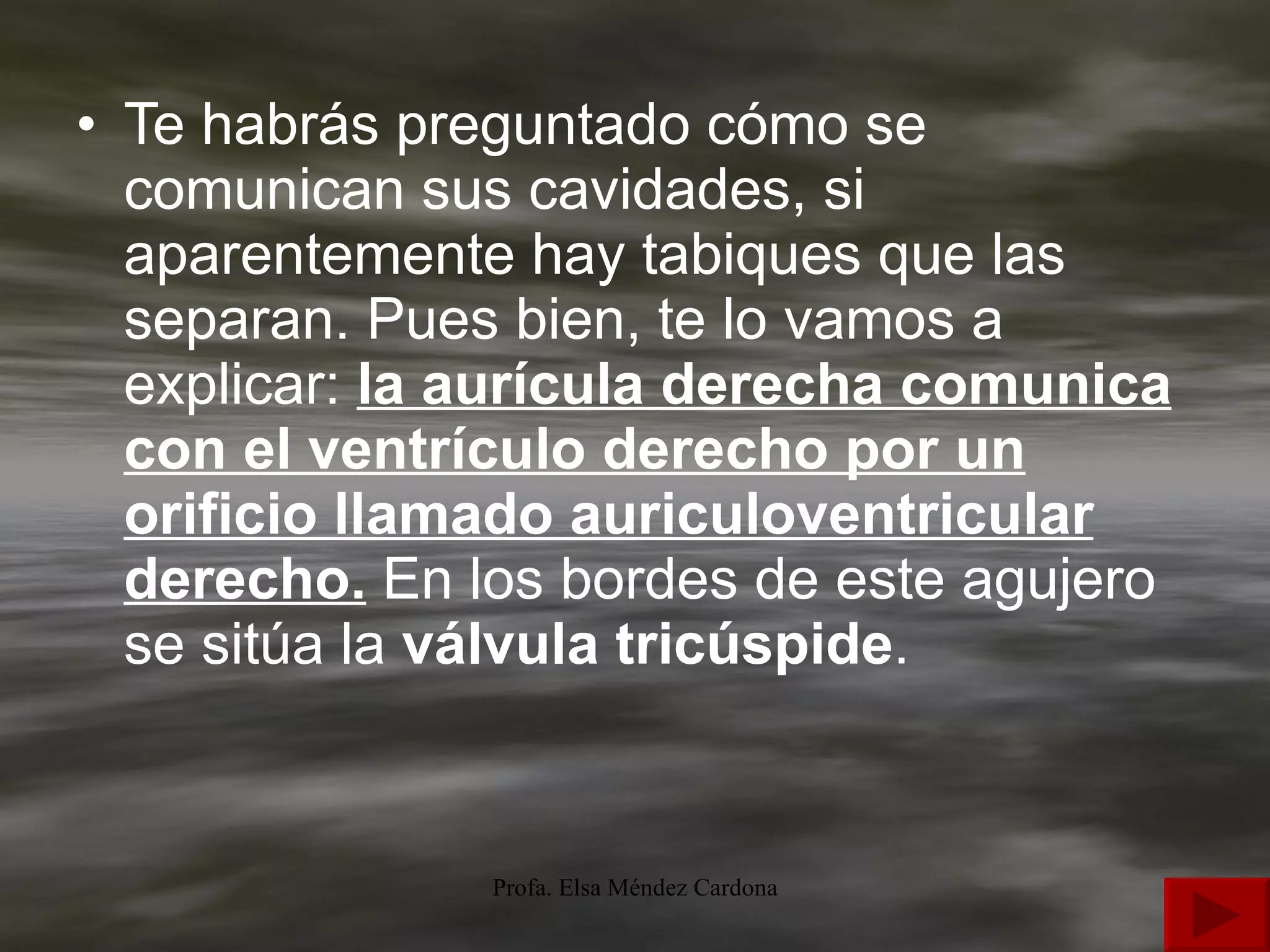 Te habrás preguntado cómo se comunican sus cavidades, si aparentemente hay tabiques que las separan. Pues bien, te lo vamos a explicar:   la aurícula derecha comunica con el ventrículo derecho por un orificio llamado auriculoventricular derecho.  En los bordes de este agujero se sitúa la  válvula tricúspide .  