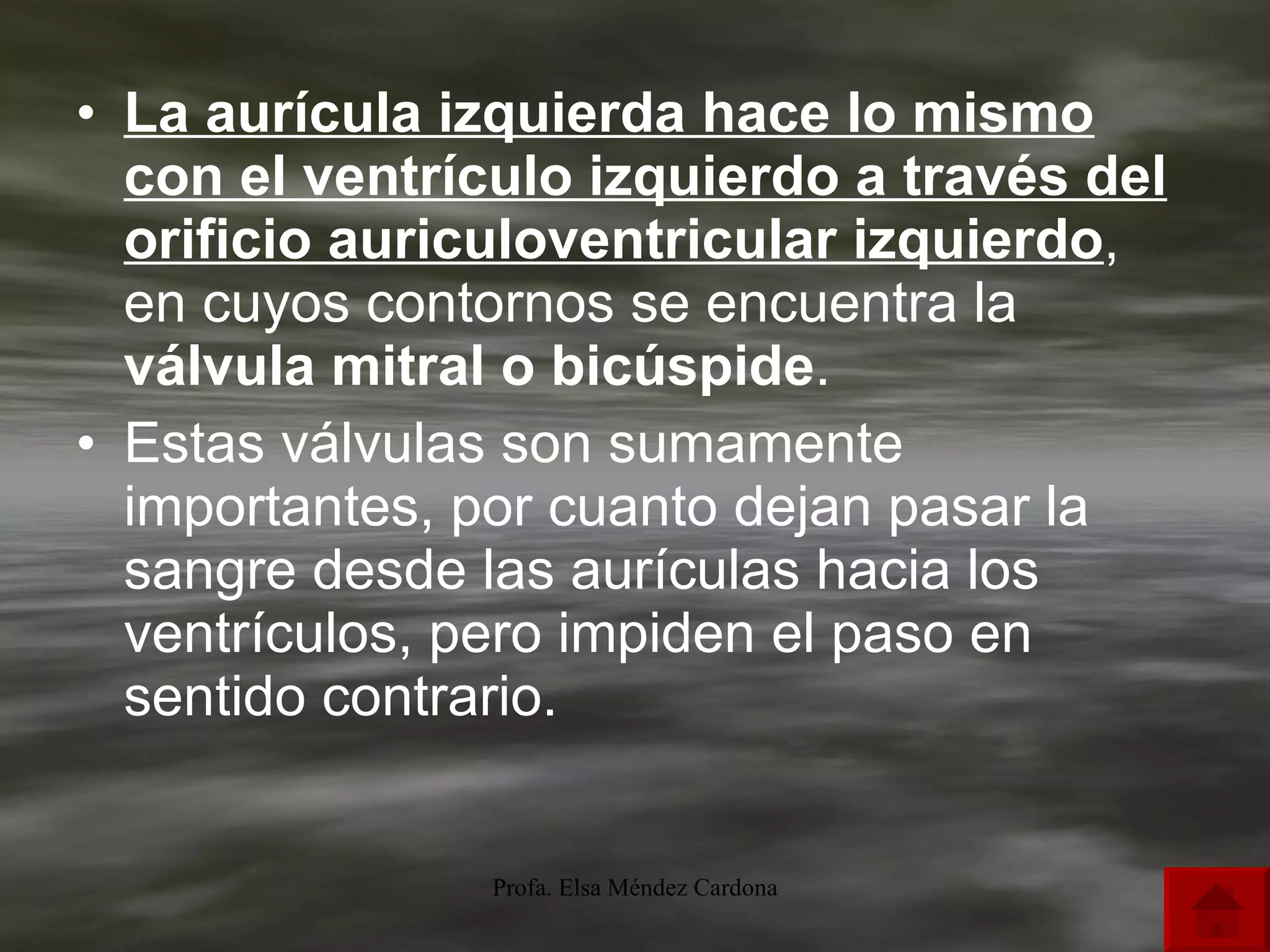La aurícula izquierda hace lo mismo con el ventrículo izquierdo a través del orificio auriculoventricular izquierdo , en cuyos contornos se encuentra la  válvula mitral o bicúspide . Estas válvulas son sumamente importantes, por cuanto dejan pasar la sangre desde las aurículas hacia los ventrículos, pero impiden el paso en sentido contrario. 