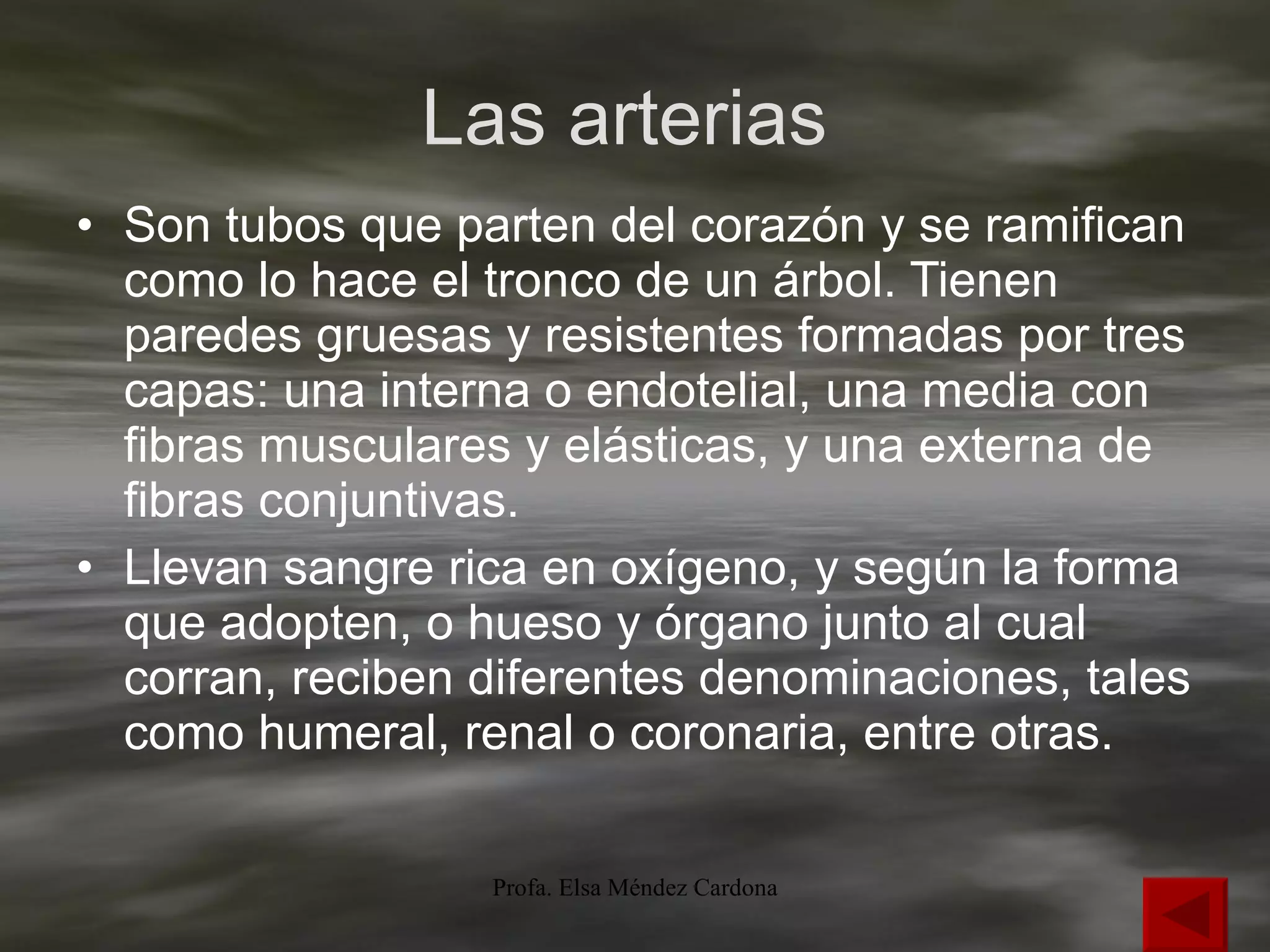 Las arterias  Son tubos que parten del corazón y se ramifican como lo hace el tronco de un árbol. Tienen paredes gruesas y resistentes formadas por tres capas: una interna o endotelial, una media con fibras musculares y elásticas, y una externa de fibras conjuntivas. Llevan sangre rica en oxígeno, y según la forma que adopten, o hueso y órgano junto al cual corran, reciben diferentes denominaciones, tales como humeral, renal o coronaria, entre otras. 