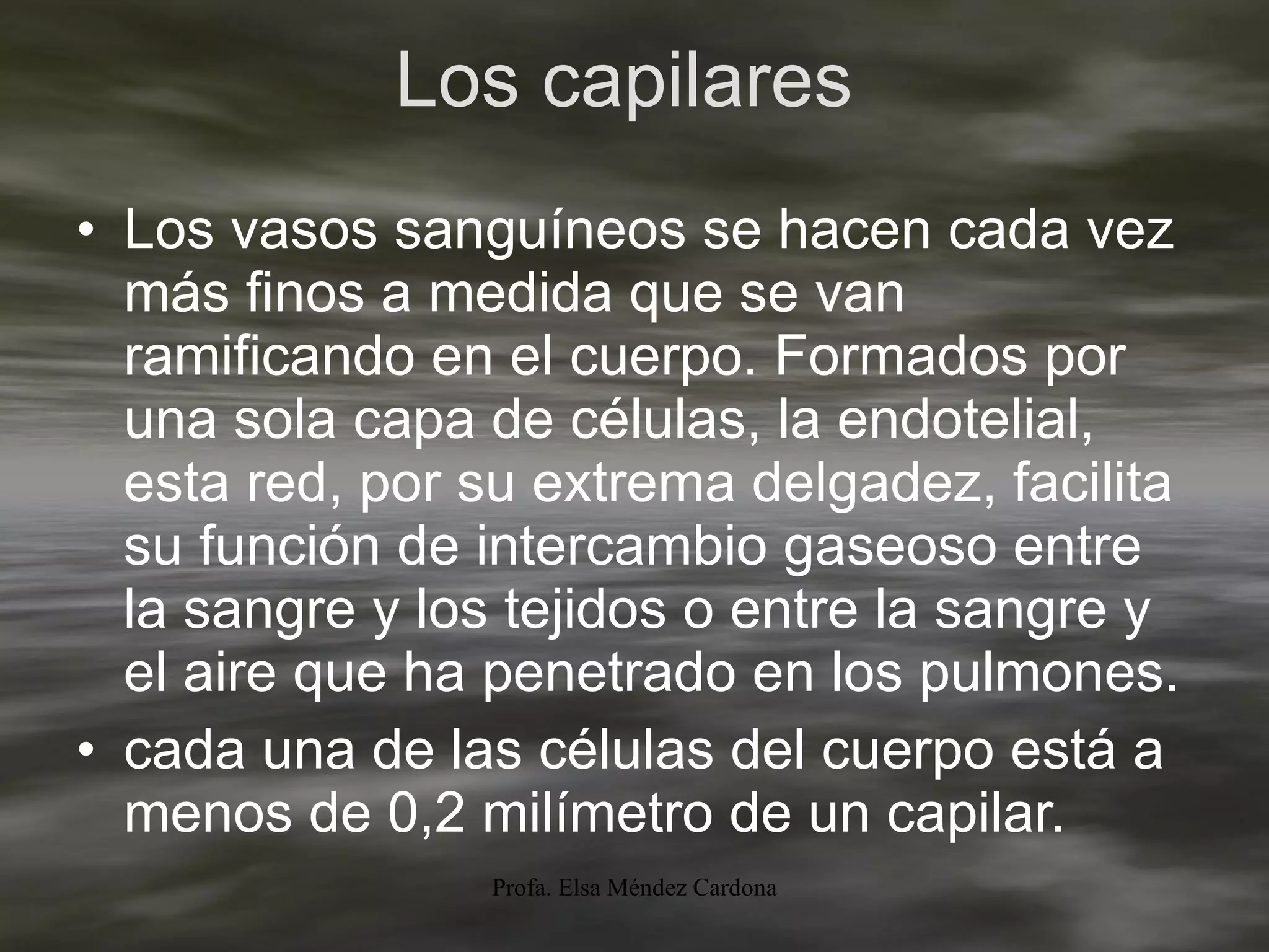 Los capilares  Los vasos sanguíneos se hacen cada vez más finos a medida que se van ramificando en el cuerpo. Formados por una sola capa de células, la endotelial, esta red, por su extrema delgadez, facilita su función de intercambio gaseoso entre la sangre y los tejidos o entre la sangre y el aire que ha penetrado en los pulmones. cada una de las células del cuerpo está a menos de 0,2 milímetro de un capilar. 