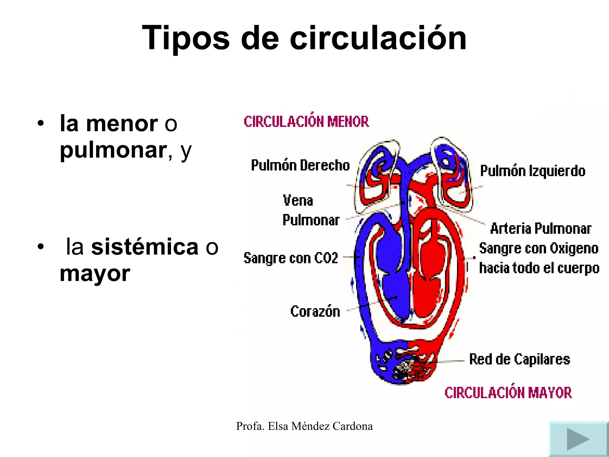 Tipos de circulación la menor  o  pulmonar , y la  sistémica  o  mayor   