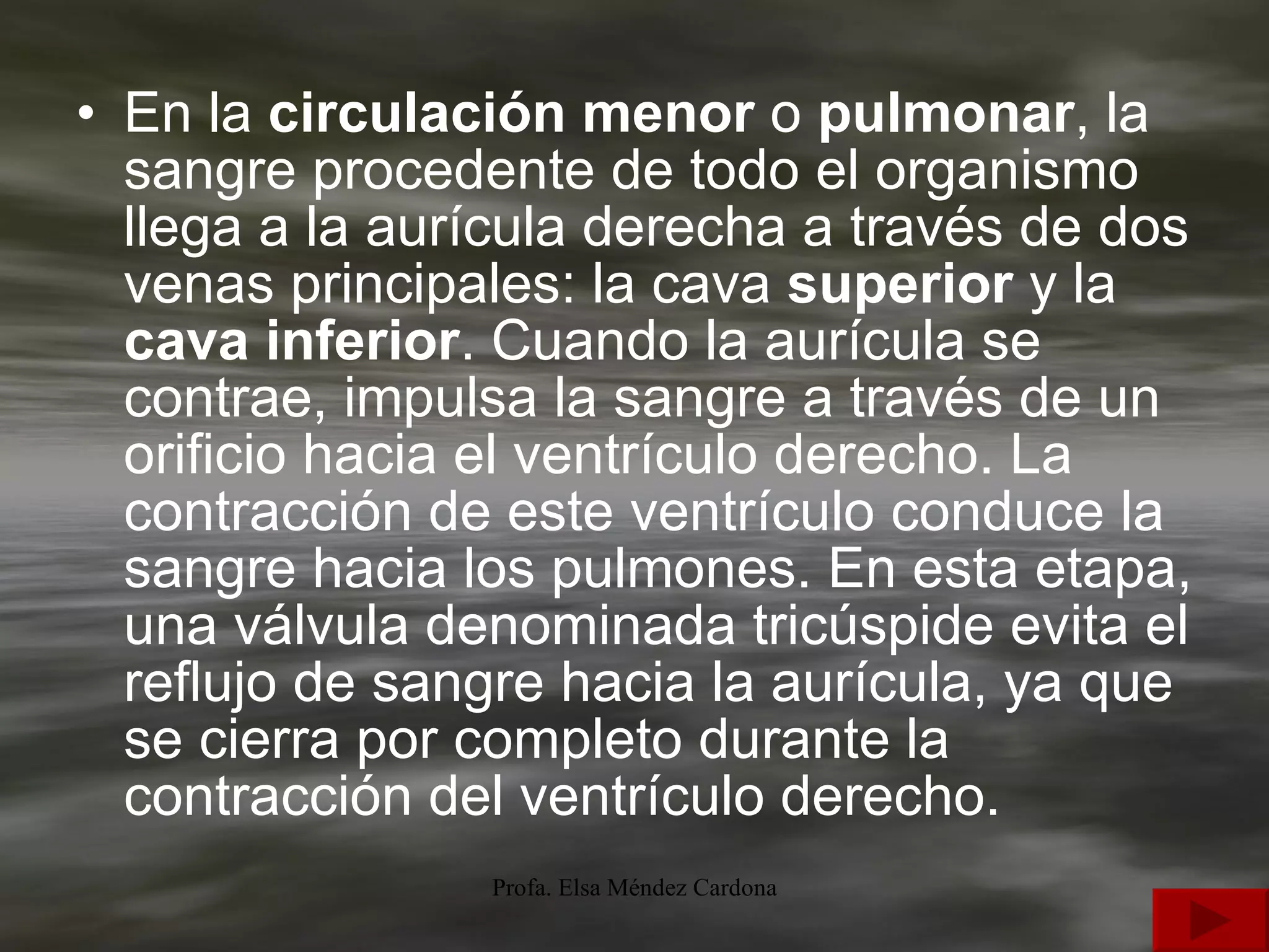 En la  circulación menor  o  pulmonar , la sangre procedente de todo el organismo llega a la aurícula derecha a través de dos venas principales: la cava  superior  y la  cava inferior . Cuando la aurícula se contrae, impulsa la sangre a través de un orificio hacia el ventrículo derecho. La contracción de este ventrículo conduce la sangre hacia los pulmones. En esta etapa, una válvula denominada tricúspide evita el reflujo de sangre hacia la aurícula, ya que se cierra por completo durante la contracción del ventrículo derecho. 