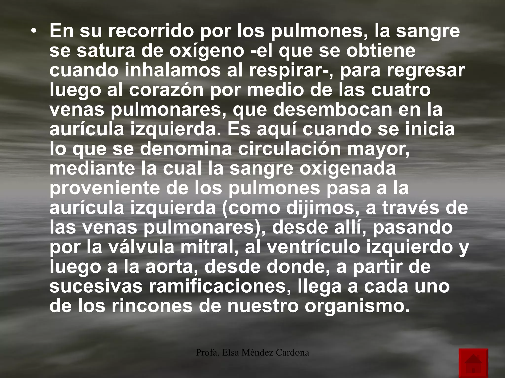 En su recorrido por los pulmones, la sangre se satura de oxígeno -el que se obtiene cuando inhalamos al respirar-, para regresar luego al corazón por medio de las cuatro venas pulmonares, que desembocan en la aurícula izquierda. Es aquí cuando se inicia lo que se denomina circulación mayor, mediante la cual la sangre oxigenada proveniente de los pulmones pasa a la aurícula izquierda (como dijimos, a través de las venas pulmonares), desde allí, pasando por la válvula mitral, al ventrículo izquierdo y luego a la aorta, desde donde, a partir de sucesivas ramificaciones, llega a cada uno de los rincones de nuestro organismo. 