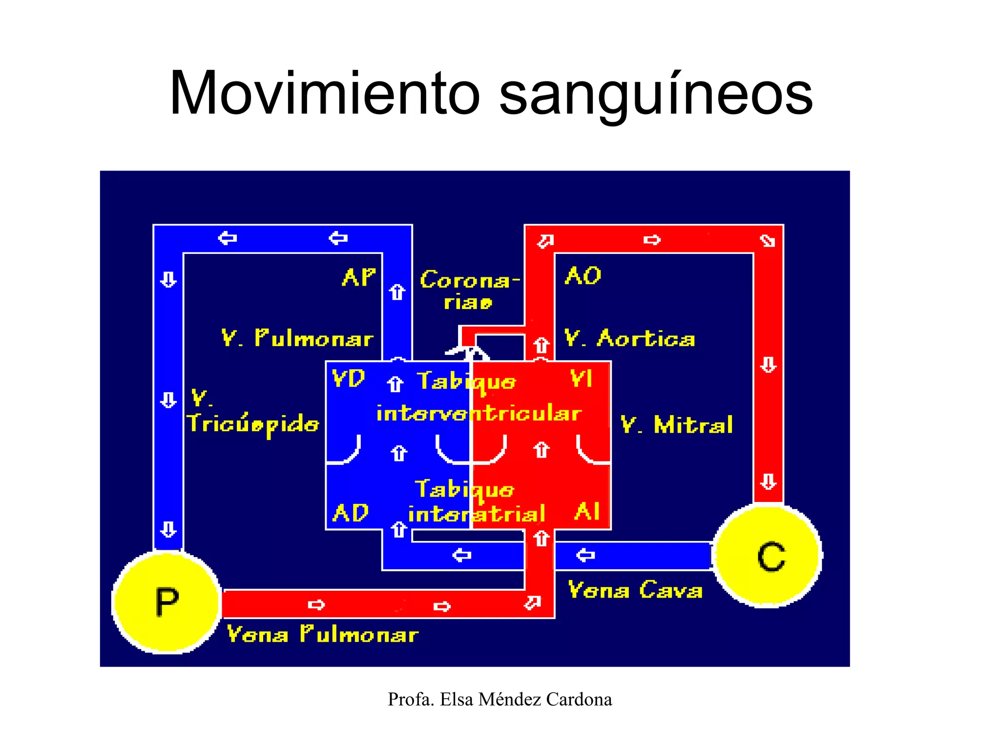 Movimiento sanguíneos  