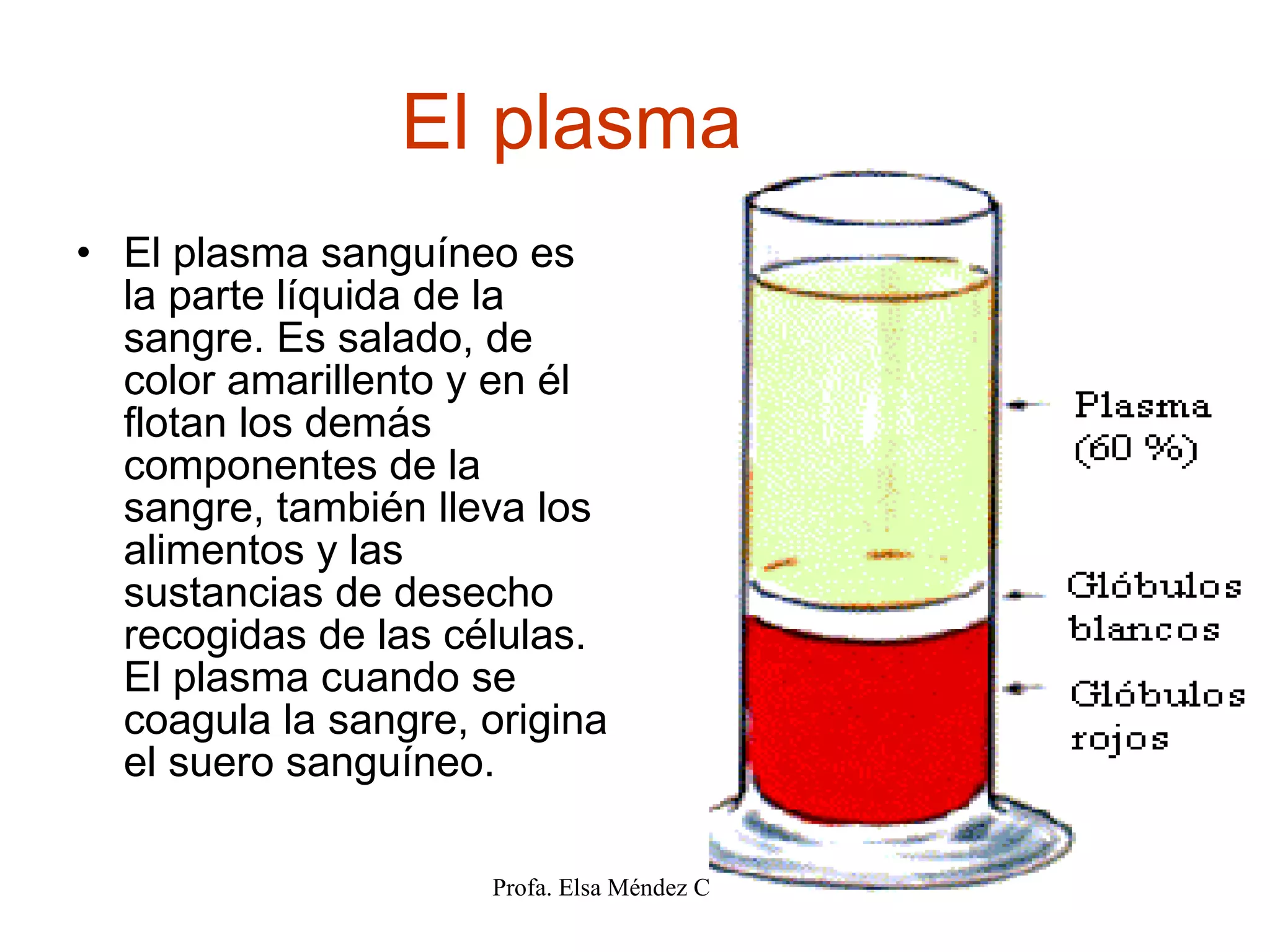 El plasma El plasma sanguíneo es la parte líquida de la sangre. Es salado, de color amarillento y en él flotan los demás componentes de la sangre, también lleva los alimentos y las sustancias de desecho recogidas de las células. El plasma cuando se coagula la sangre, origina el suero sanguíneo.  