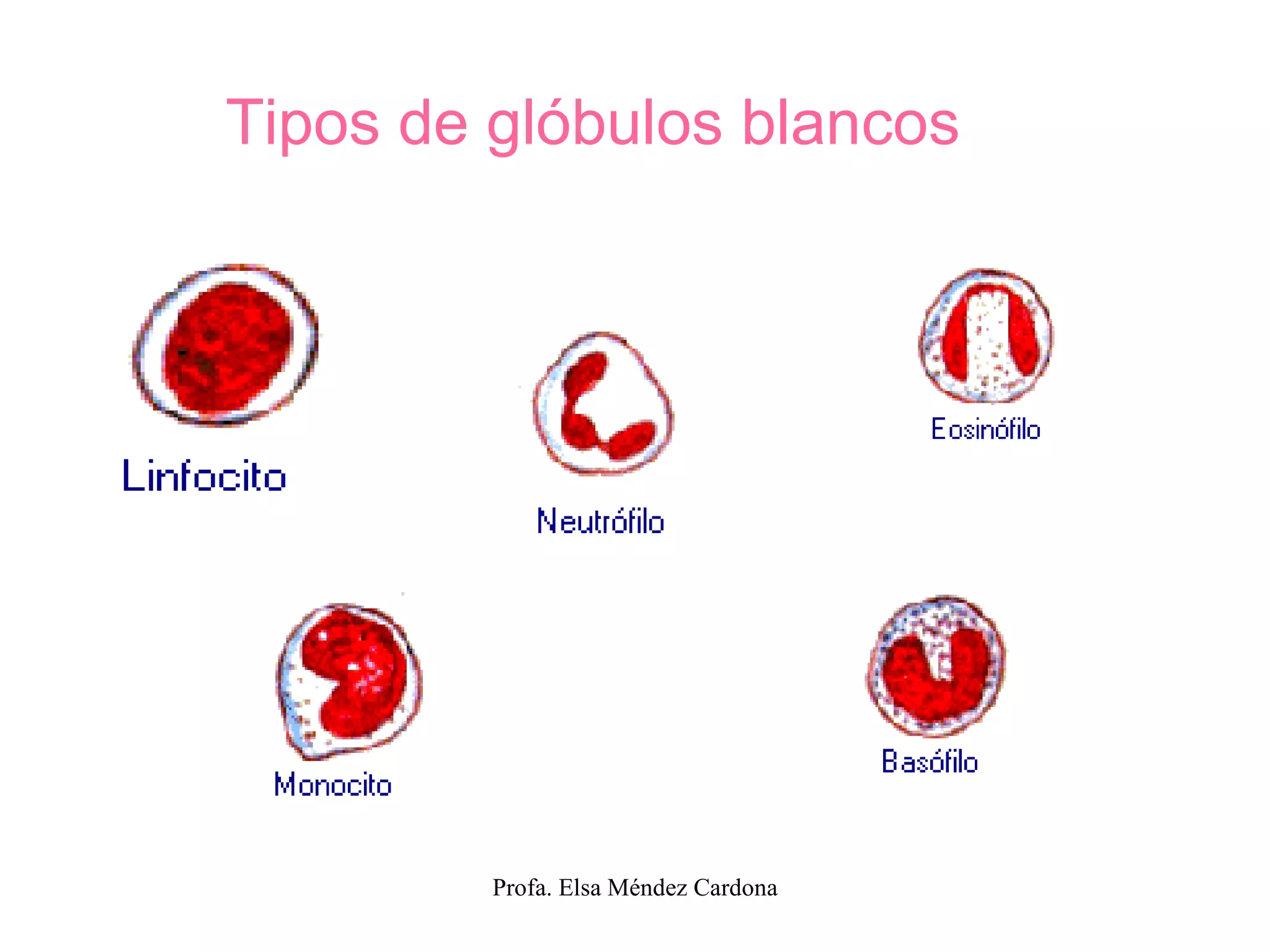Tipos de glóbulos blancos 