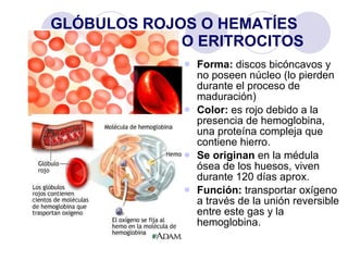 Sistema Circulatorio | PPT