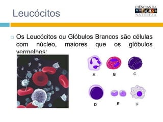 LeucócitosOs Leucócitos ou Glóbulos Brancos são células com núcleo, maiores que os glóbulos vermelhos;