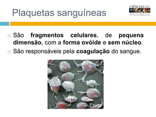 Plaquetas sanguíneasSão fragmentos celulares, de pequena dimensão, com a forma ovóide e sem núcleo.  São responsáveis pela coagulação do sangue.    