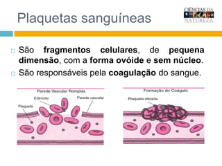 Plaquetas sanguíneasSão fragmentos celulares, de pequena dimensão, com a forma ovóide e sem núcleo.  São responsáveis pela coagulação do sangue.    