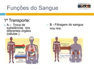 Funções do SangueB - Filtragem do sangue nos rins.1ª Transporte:A –  Troca de substâncias  nos diferentes órgãos (células )Funções do SangueC – Hematose pulmonarD – Absorção dos nutrientes