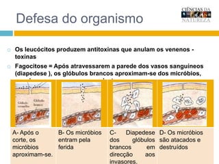 ConclusõesO sangue é formado por uma parte líquida  (plasma) e por células diferenciadas (hemácias, leucócitos e plaquetas).O plasma é constituído por substâncias dissolvidas. Transporta substâncias, como os nutrientes, o dióxido de carbono e os produtos eliminados no metabolismo celular.As hemácias são células com forma de disco, achatadas e sem núcleo. Possuem hemoglobina que lhes permite transportar oxigénio e algum dióxido de carbono.