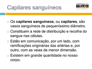 Vasos sanguíneos