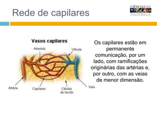 VálvulasAs veias possuem válvulas que impedem o retrocesso do sangue. Devido à menor pressão existente nestes vasos, o sangue poderia retroceder. As válvulas evitam que isto suceda ao longo do percurso.