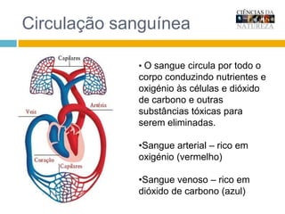 Sangue arterial – rico em oxigénio (vermelho)