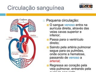 Sangue venoso – rico em dióxido de carbono (azul) Circulação sanguíneaPequena circulação:O sangue venoso entra na aurícula direita, através das veias cavas superior e inferior;Passa para o ventrículo direito;Saindo pela artéria pulmonar segue para os pulmões, onde ocorre a hematose, passando de venoso a arterial;Regressa ao coração pela veia pulmonar, entrando pela aurícula esquerda.