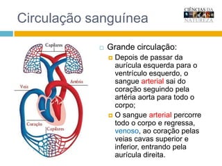 Circulação sanguíneaGrande circulação:Depois de passar da aurícula esquerda para o ventrículo esquerdo, o sangue arterial sai do coração seguindo pela artéria aorta para todo o corpo;O sangue arterial percorre todo o corpo e regressa, venoso, ao coração pelas veias cavas superior e inferior, entrando pela aurícula direita.