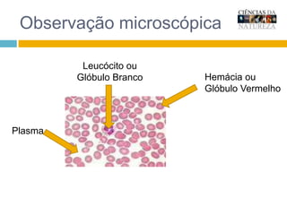 Observação microscópicaLeucócito ou Glóbulo BrancoHemácia ou Glóbulo VermelhoPlasma