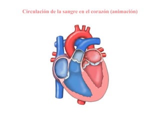 Circulación de la sangre en el corazón (animación) 