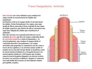 Vasos Sanguíneos: Arterias Las   Arterias  son vasos tubulares que conducen la sangre desde el corazón hacia los tejidos del organismo. S u función es llevar la sangre desde el corazón hasta los tejidos. Están formada por tres capas, una capa media de fibras musculares lisas rodeada de dos capas de tejido conectivo; por dentro de ella se encuentra una capa muy delgada de células que constituyen el endotelio.   Hay dos arterias con comunicación directa con el corazón: la  aorta,  que lleva la sangre oxigenada desde el  ventrículo izquierdo  a todo el organismo, y  la arteria pulmonar, que conduce la sangre desde el ventrículo derecho a los pulmones. Las ramas arteriales más pequeñas se comunican con las venas a través de los capilares. Las arterias suelen recibir el nombre de la zona del cuerpo donde se localizan, como la arteria humeral (húmero), o braquial (brazo) o la metacarpiana (muñeca), o del órgano que irrigan, como la arteria hepática (hígado) o la arteria ovárica (ovario). Las arterias se dilatan y después se contraen con cada latido del corazón, un movimiento rítmico perceptible, el pulso. 