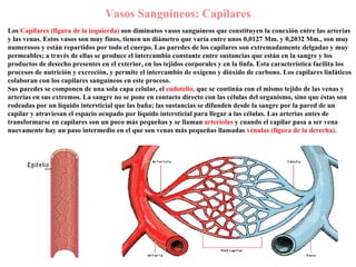 Vasos Sanguíneos: Capilares Los  Capilares (figura de la izquierda)  son diminutos vasos sanguíneos que constituyen la conexión entre las arterias y las venas. Estos vasos son muy finos, tienen un diámetro que varía entre unos 0,0127 Mm. y 0,2032 Mm., son muy numerosos y están repartidos por todo el cuerpo. Las paredes de los capilares son extremadamente delgadas y muy permeables; a través de ellas se produce el intercambio constante entre sustancias que están en la sangre y los productos de desecho presentes en el exterior, en los tejidos corporales y en la linfa. Esta característica facilita los procesos de nutrición y excreción, y permite el intercambio de oxígeno y dióxido de carbono. Los capilares linfáticos colaboran con los capilares sanguíneos en este proceso. Sus paredes se componen de una sola capa celular, el  endotelio,  que se continúa con el mismo tejido de las venas y arterias en sus extremos. La sangre no se pone en contacto directo con las células del organismo, sino que éstas son rodeadas por un líquido intersticial que las baña; las sustancias se difunden desde la sangre por la pared de un capilar y atraviesan el espacio ocupado por líquido intersticial para llegar a las células. Las arterias antes de transformarse en capilares son un poco más pequeñas y se llaman  arteriolas  y cuando el capilar pasa a ser vena nuevamente hay un paso intermedio en el que son venas más pequeñas llamadas  vénulas (figura de la derecha).   