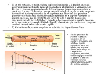 a) En los capilares, el balance entre la presión sanguínea y la presión oncótica genera un pasaje de líquido desde el plasma hasta el intersticio y viceversa. Las flechas en linea de puntos indican la diferencia entre las presiones sanguínea y oncótica . La pared del capilar tiene permeabilidad selectiva y la presión sanguínea hace salir el líquido plasmático de los capilares por filtración. Las proteínas plasmáticas de alto peso molecular quedan retenidas en el capilar y generan la presión oncótica, que es constante a lo largo de todo el capilar. La presión sanguínea cae a lo largo del tubo y, cuando se hace menor que la presión oncótica, se produce una inversión del flujo del líquido plasmático, que comienza a reingresar desde el intersticio hacia la luz del capilar. b) Variación de la presión sanguínea en relación con la presión oncótica Sin las proteínas del plasma, la presión sanguínea en los capilares provocaría una salida de líquido plasmático hacia los tejidos que ninguna fuerza haría reingresar. Las proteínas sanguíneas, entonces, tienen un papel esencial al generar la presión oncótica capaz de retener el plasma dentro del sistema vascular. 