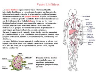 Vasos Linfáticos Los  vasos linfáticos  representan la vía de retorno del líquido intersticial (líquido que se encuentra en el espacio que hay entre las células) al sistema circulatorio. A lo largo del recorrido de los vasos linfáticos se encuentran los  ganglios linfáticos , órganos con forma de riñón que contienen grandes cantidades de leucocitos incluidos en una red de tejido conectivo. Toda la  linfa  que circula por los vasos linfáticos hacia el torrente sanguíneo debe atravesar varios de estos ganglios, que filtran los materiales tóxicos e infecciosos y los destruyen. Los ganglios funcionan como centro de producción de macrófagos, que ingieren bacterias y demás sustancias.  Durante el transcurso de cualquier infección, los ganglios aumentan de tamaño debido a la gran cantidad de macrófagos que forman; estos ganglios suelen estar, durante el proceso infeccioso, inflamados y son dolorosos. Los vasos linfáticos forman una red de conductos que se inician en el espacio intersticial y que en el torrente circulatorio sanguíneo a nivel de la base del cuello, en el ángulo formado por las venas yugular interna y subclavia.   Derecha: Sistema linfático mostrando los vasos los ganglios y los órganos. Izquierda: ganglio linfático en corte 